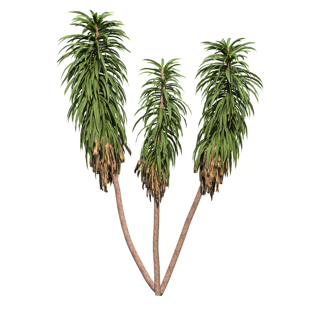 Cordyline fruticosa - Ti Plant 04